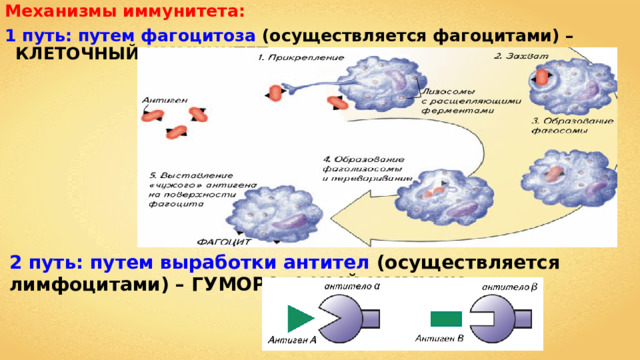 Механизмы иммунитета: 1 путь: путем фагоцитоза (осуществляется фагоцитами) – КЛЕТОЧНЫЙ ИММУНИТЕТ 2  путь: путем выработки антител (осуществляется лимфоцитами) – ГУМОРАЛЬНЫЙ ИММУНИТЕТ 