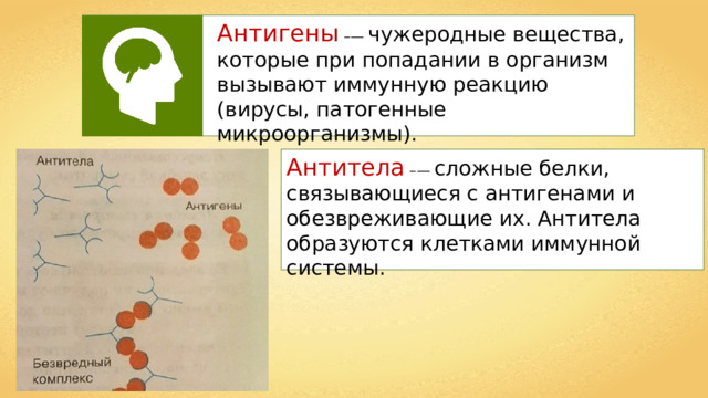Антигены  –— чужеродные вещества, которые при попадании в организм вызывают иммунную реакцию (вирусы, патогенные микроорганизмы). Антитела  –— сложные белки, связывающиеся с антигенами и обезвреживающие их. Антитела образуются клетками иммунной системы. 