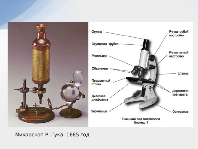 Микроскоп Р .Гука. 1665 год 