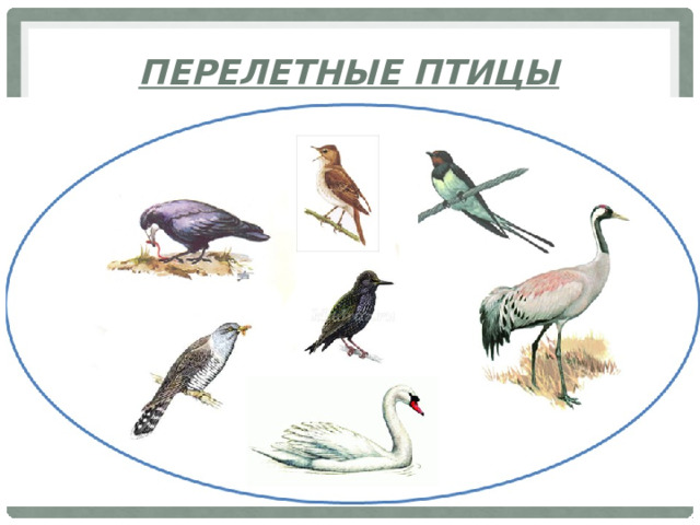 Перелетные птицы 