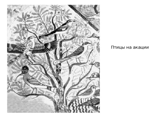 Птицы на акации 