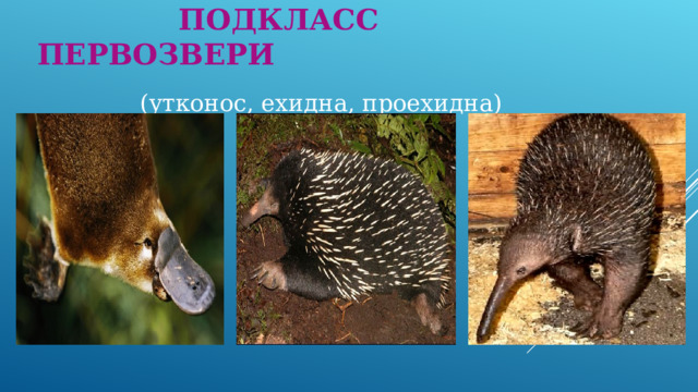  ПОДКЛАСС ПЕРВОЗВЕРИ (утконос, ехидна, проехидна)  