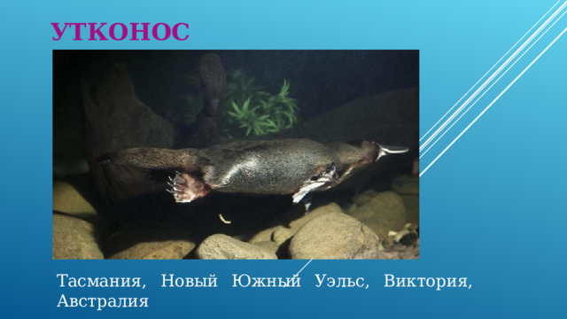 УТКОНОС Тасмания, Новый Южный Уэльс, Виктория, Австралия 