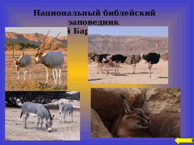  Национальный библейский заповедник Хай Бар - Йотвата 