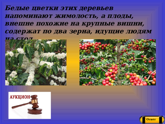 Белые цветки этих деревьев напоминают жимолость, а плоды, внешне похожие на крупные вишни, содержат по два зерна, идущие людям на стол Ответ 