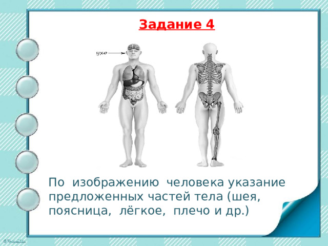  Задание 3.2.   Запиши название каждого из этих животных и растений рядом с номером фотографии, на которой оно изображено. 