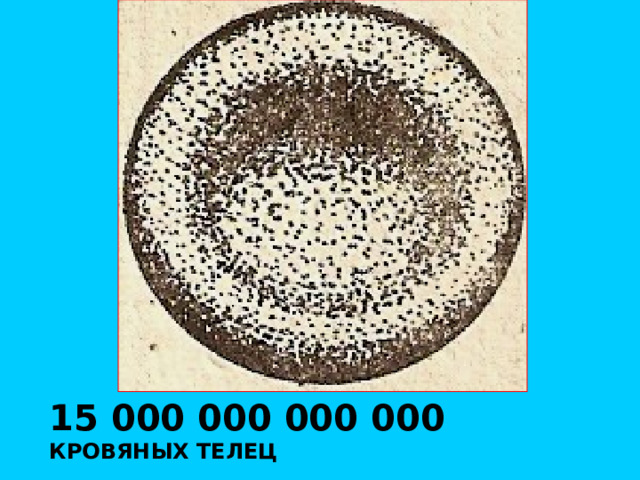 15 000 000 000 000 КРОВЯНЫХ ТЕЛЕЦ 