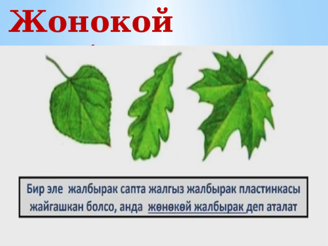  Жонокой жалбырак 