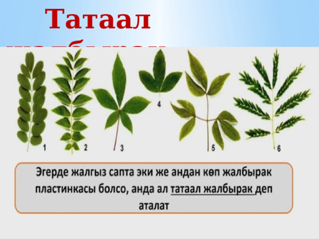  Татаал жалбырак 