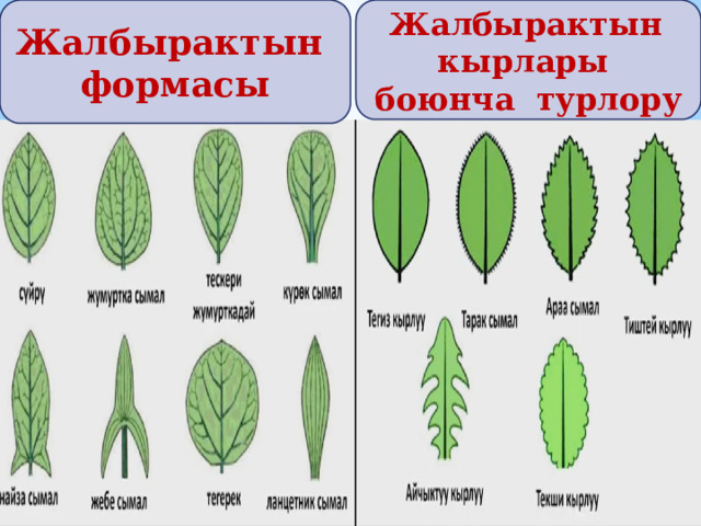 Жалбырактын формасы  Жалбырактын кырлары боюнча турлору 