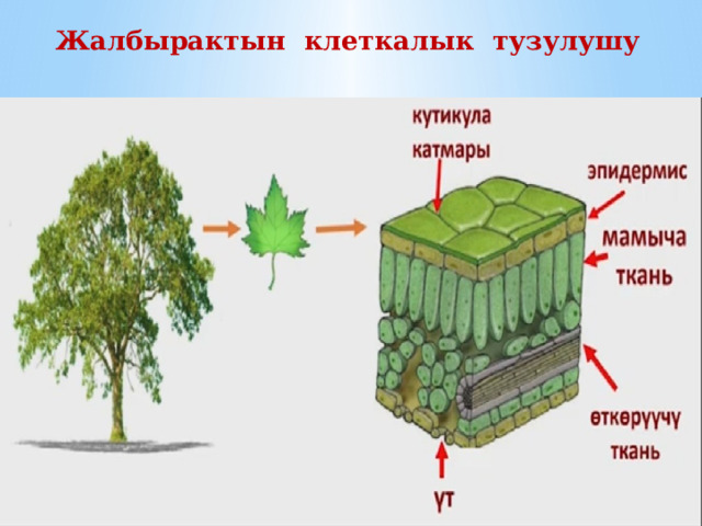 Жалбырактын клеткалык тузулушу 
