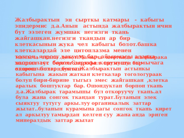 Жалбырактын эн сырткы катмары - кабыгы эпидермис д.а.Анын астында жалбырактын ичин бут ээлеген жумшак негизги ткань жайгашкан.негизги ткандын ар бир клеткасынын жука чел кабыгы болот.башка клеткалардай эле цитоплазма менен толгон ,ядросу,вакуолу бар ,айырмасы аларда хлоропласт болот.Сырткы корунушу мамычага окшош болгондуктан мамыча ткань делет.Мамыча клеткада жалбырака жашыл тус берген хлорофил пигменти бар хлоропласттар болот.Жалбырактын астынкы кабыгына жакын жаткан клеткалар тогологураак болуп бири-бирине тыгыз эмес жайгашкан ,клетка аралык боштуктар бар. Ошондуктан борпон ткань д.а.Жалбырак тарамышы бул откоруучу ткань.ал була жана сонгок ткандан турат.Буланын элек сыяктуу тутугу аркы.луу органикалык заттар жылат..буланын курамына дагы сонгок ткань кирет ал аркылуу тамырдан келген суу жана анда эриген минералдык заттар жылат 