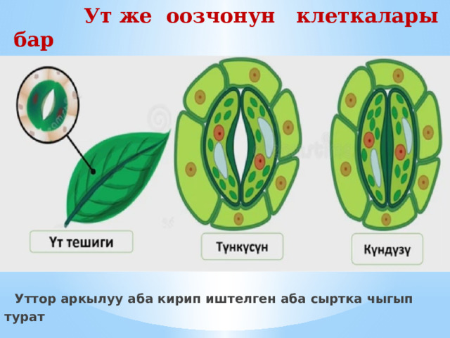  Ут же оозчонун клеткалары бар  жалбырактын астынкы кабыгы  Уттор аркылуу аба кирип иштелген аба сыртка чыгып турат 