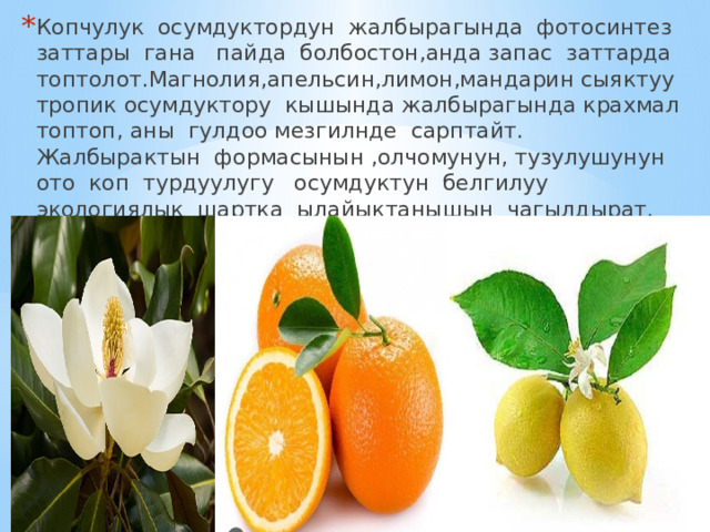 Копчулук осумдуктордун жалбырагында фотосинтез заттары гана пайда болбостон,анда запас заттарда топтолот.Магнолия,апельсин,лимон,мандарин сыяктуу тропик осумдуктору кышында жалбырагында крахмал топтоп, аны гулдоо мезгилнде сарптайт. Жалбырактын формасынын ,олчомунун, тузулушунун ото коп турдуулугу осумдуктун белгилуу экологиялык шартка ылайыктанышын чагылдырат. 
