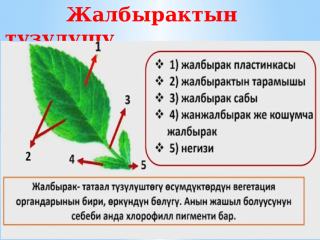  Жалбырактын тузулушу. 