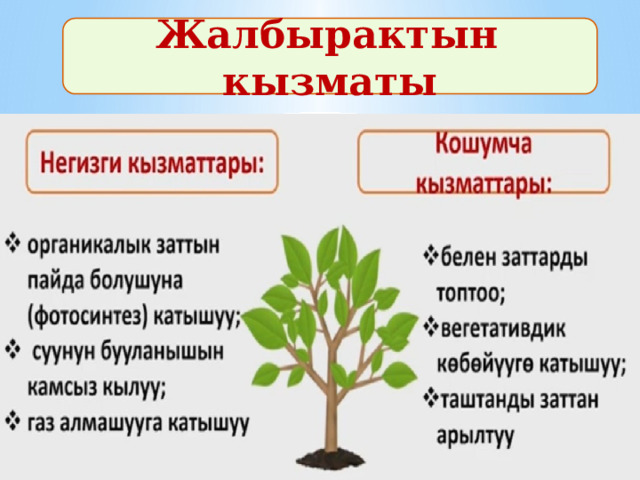  Жалбырактын кызматы 
