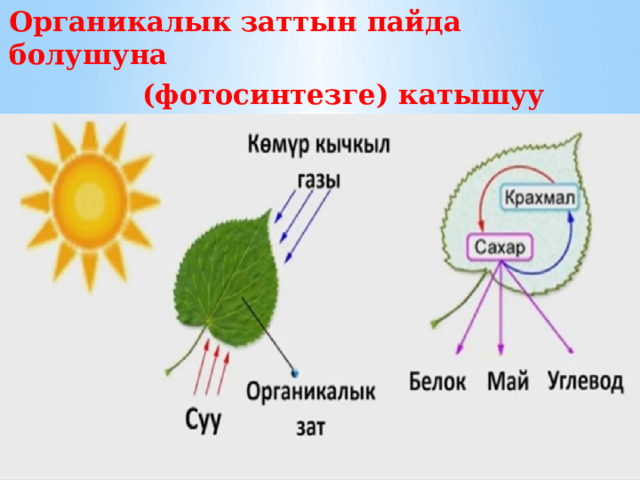 Органикалык заттын пайда болушуна  (фотосинтезге) катышуу 