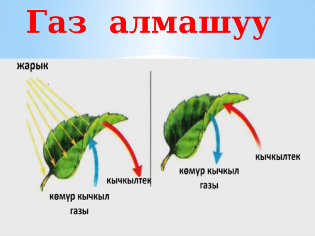  Газ алмашуу 