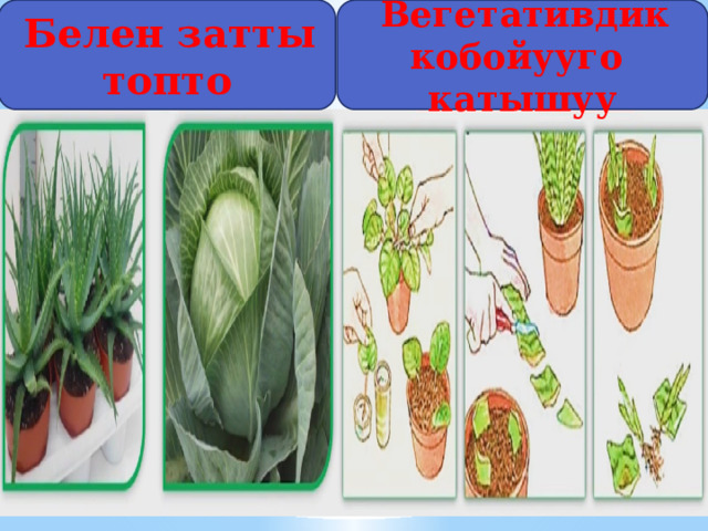  Белен затты топто  Вегетативдик кобойууго катышуу 