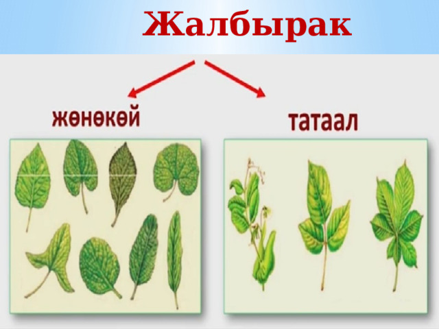  Жалбырак 