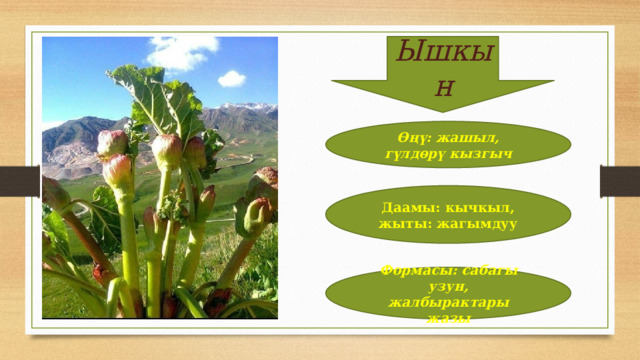 Ышкын Өңү: жашыл, гүлдөрү кызгыч Даамы: кычкыл, жыты: жагымдуу Формасы: сабагы узун, жалбырактары жазы 