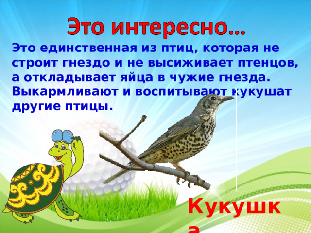 Это единственная из птиц, которая не строит гнездо и не высиживает птенцов, а откладывает яйца в чужие гнезда. Выкармливают и воспитывают кукушат другие птицы. Кукушка  3 
