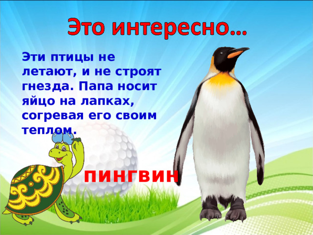  Эти птицы не летают, и не строят гнезда. Папа носит яйцо на лапках, согревая его своим теплом. пингвин  3 