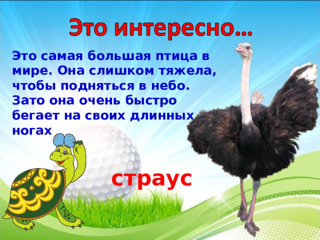   Это самая большая птица в мире. Она слишком тяжела, чтобы подняться в небо. Зато она очень быстро бегает на своих длинных ногах страус  3 