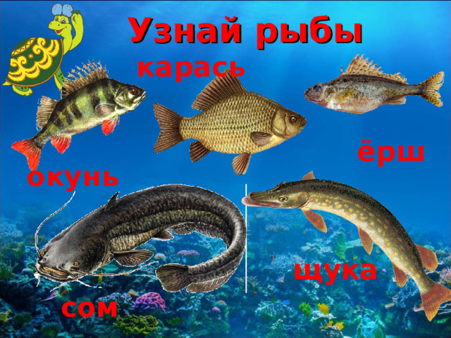 Узнай рыбы карась ёрш окунь щука сом 