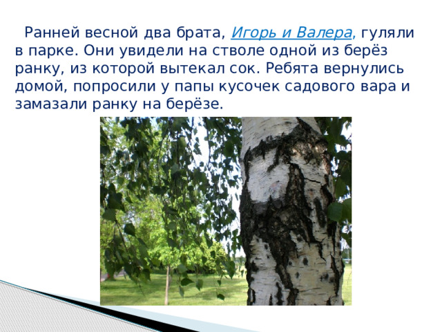  Ранней весной два брата, Игорь и Валера , гуляли в парке. Они увидели на стволе одной из берёз ранку, из которой вытекал сок. Ребята вернулись домой, попросили у папы кусочек садового вара и замазали ранку на берёзе. 