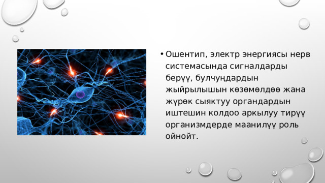 Ошентип, электр энергиясы нерв системасында сигналдарды берүү, булчуңдардын жыйрылышын көзөмөлдөө жана жүрөк сыяктуу органдардын иштешин колдоо аркылуу тирүү организмдерде маанилүү роль ойнойт. 