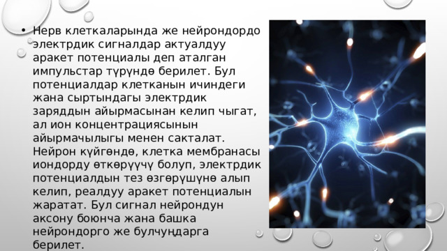 Нерв клеткаларында же нейрондордо электрдик сигналдар актуалдуу аракет потенциалы деп аталган импульстар түрүндө берилет. Бул потенциалдар клетканын ичиндеги жана сыртындагы электрдик заряддын айырмасынан келип чыгат, ал ион концентрациясынын айырмачылыгы менен сакталат. Нейрон күйгөндө, клетка мембранасы иондорду өткөрүүчү болуп, электрдик потенциалдын тез өзгөрүшүнө алып келип, реалдуу аракет потенциалын жаратат. Бул сигнал нейрондун аксону боюнча жана башка нейрондорго же булчуңдарга берилет. Нерв клеткаларында же нейрондордо электрдик сигналдар актуалдуу аракет потенциалы деп аталган импульстар түрүндө берилет. Бул потенциалдар клетканын ичиндеги жана сыртындагы электрдик заряддын айырмасынан келип чыгат, ал ион концентрациясынын айырмачылыгы менен сакталат. Нейрон күйгөндө, клетка мембранасы иондорду өткөрүүчү болуп, электрдик потенциалдын тез өзгөрүшүнө алып келип, реалдуу аракет потенциалын жаратат. Бул сигнал нейрондун аксону боюнча жана башка нейрондорго же булчуңдарга берилет. 