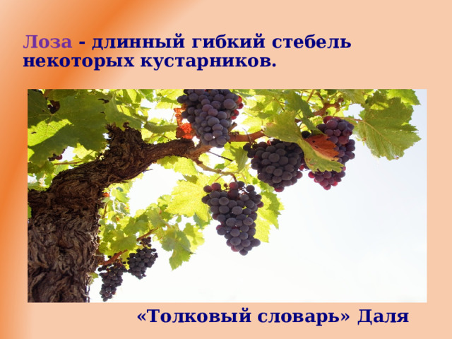  Лоза - длинный гибкий стебель  некоторых кустарников.   «Толковый словарь» Даля  