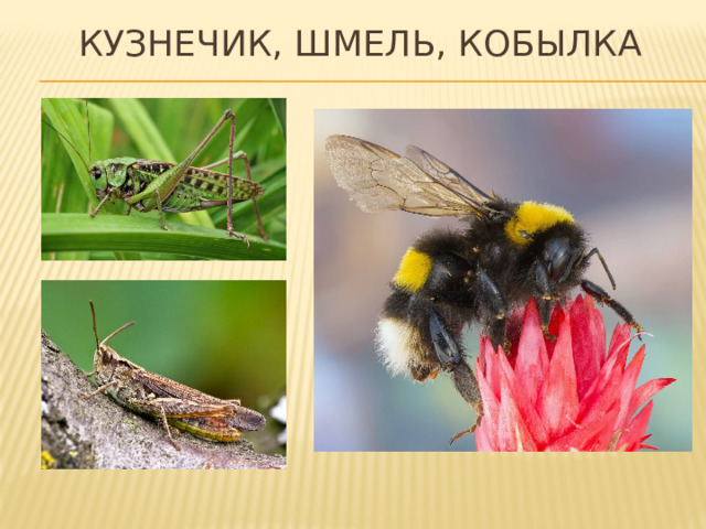 Кузнечик, шмель, кобылка 