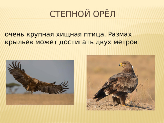 Степной орёл очень крупная хищная птица. Размах крыльев может достигать двух метров . 