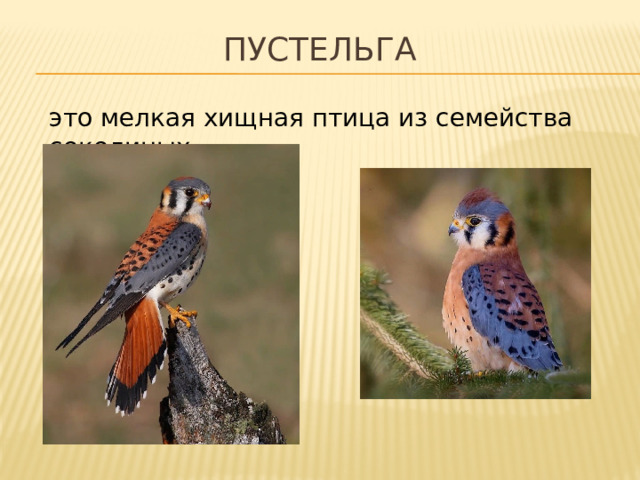 Пустельга это мелкая хищная птица из семейства соколиных. 
