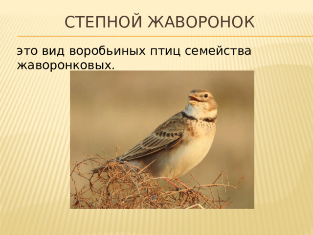 Степной жаворонок это вид воробьиных птиц семейства жаворонковых. 