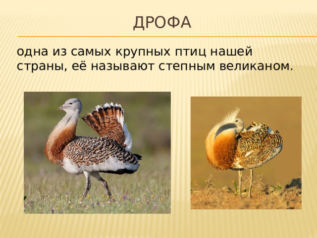 дрофа одна из самых крупных птиц нашей страны, её называют степным великаном. 