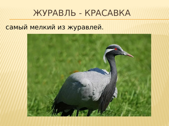 Журавль - красавка самый мелкий из журавлей. 