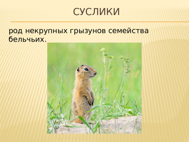 суслики род некрупных грызунов семейства бельчьих. 