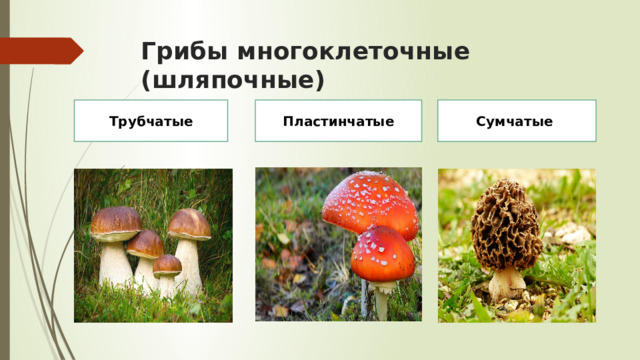 Грибы многоклеточные (шляпочные) Трубчатые Пластинчатые Сумчатые 