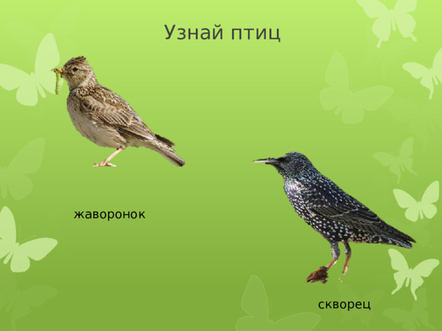 Узнай птиц жаворонок скворец 