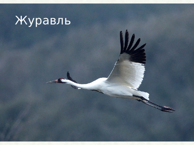 Журавль 
