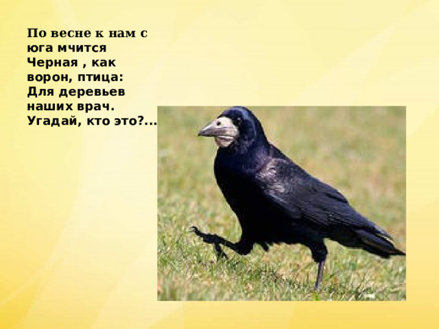 По весне к нам с юга мчится Черная , как ворон, птица: Для деревьев наших врач. Угадай, кто это?...  