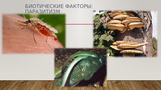 БИОТИЧЕСКИЕ ФАКТОРЫ: ПАРАЗИТИЗМ 