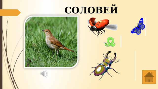 Соловей 