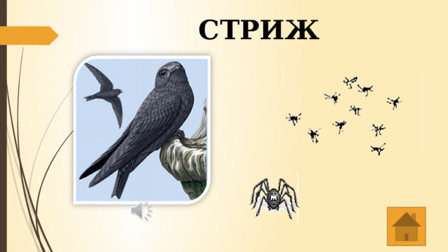Стриж 