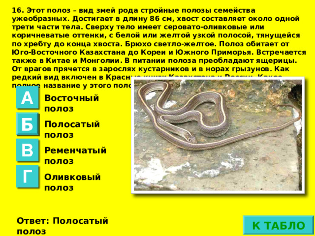 16. Этот полоз – вид змей рода стройные полозы семейства ужеобразных. Достигает в длину 86 см, хвост составляет около одной трети части тела. Сверху тело имеет серовато-оливковые или коричневатые оттенки, с белой или желтой узкой полосой, тянущейся по хребту до конца хвоста. Брюхо светло-желтое. Полоз обитает от Юго-Восточного Казахстана до Кореи и Южного Приморья. Встречается также в Китае и Монголии. В питании полоза преобладают ящерицы. От врагов прячется в зарослях кустарников и в норах грызунов. Как редкий вид включен в Красные книги Казахстана и России. Какое полное название у этого полоза? Восточный полоз Б Полосатый полоз Ременчатый полоз Оливковый полоз Ответ не верный Ответ: Полосатый полоз  К ТАБЛО 