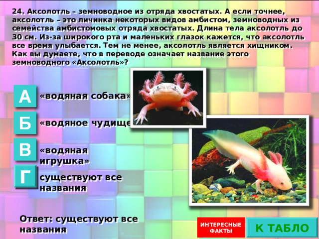 24. Аксолотль – земноводное из отряда хвостатых. А если точнее, аксолотль – это личинка некоторых видов амбистом, земноводных из семейства амбистомовых отряда хвостатых. Длина тела аксолотль до 30 см. Из-за широкого рта и маленьких глазок кажется, что аксолотль все время улыбается. Тем не менее, аксолотль является хищником. Как вы думаете, что в переводе означает название этого земноводного «Аксолотль»? «водяная собака» «водяное чудище» «водяная игрушка» Г существуют все названия Ответ не верный Ответ: существуют все названия К ТАБЛО ИНТЕРЕСНЫЕ ФАКТЫ 