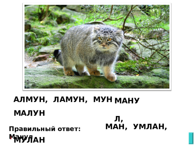4. Этот дикий кот – самая маленькая дикая кошка в России. По размеру он схож с обычной домашней кошкой: длина его тела примерно полметра, длина хвоста около 25-35 см, а вес максимум 5 кг. Особенностью кота является его очень густая и пушистая шерсть, массивное тело и короткие сильные лапы. В России обитает только в Красноярском крае, в Республике Алтай, в Забайкалье и в Туве. Охотится на мышей, мелких сусликов, небольших зайцев и птиц. Это чрезвычайно осторожное животное и редко показывается человеку. Из-за этого точная численность этой дикой кошки до сих пор не определена. Опасность для него представляют расставленные ловушки и капканы, дикие или пастушьи собаки, а также браконьеры. Этот дикий кот – исчезающий вид, поэтому он занесен в Красную книгу РФ со статусом редкий вид, которого всегда было мало. Если вы не знаете его названия, то попробуйте его придумать, составив из предложенных букв, и выберите вариант. Буквы – А, Л, М, Н, У МАНУЛ, АЛМУН, ЛАМУН, МУНАЛ, МАНУЛ, МАЛУН НУМАЛ, ЛАНУМ, УЛМАН, УМЛАН, МУЛАН Правильный ответ: Манул Ответ не верный К ТАБЛО 